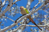 Princess parrot (Polytelis alexandrae) perched in tree, Neale Junction Nature Reserve, Western Australia.