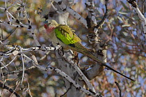 Princess parrot (Polytelis alexandrae) male, perched in tree, Neale Junction Nature Reserve, Western Australia.