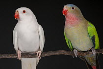 Two Princess parrots (Polytelis alexandrae) perched on branch portrait. Mutant White colour variation on left, Greg Brandon Aviculture, New South Wales, Australia. Captive.