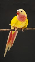 Princess parrot (Polytelis alexandrae) female, Mutant Lutino colour variation, portrait, Greg Brandon Aviculture, New South Wales, Australia. Captive