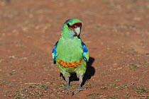 Mallee ringneck parrot (Barnardius barnardi) male, standing on the ground, Kilcowera Station, Thargomindah, Queensland, Australia.