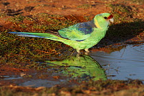 Mallee ringneck parrot (Barnardius barnardi) male, standing next to puddle, Kilcowera Station, Thargomindah, Queensland, Australia.