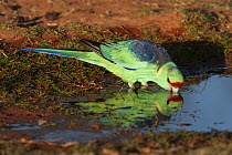 Mallee ringneck parrot (Barnardius barnardi) male, drinking from puddle, Kilcowera Station, Thargomindah, Queensland, Australia.