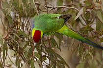 Red-capped parrot (Purpureicephalus spurius) perched in Eucalyptus tree, Stirling Range, Albany, Western Australia.