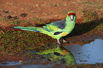 Mallee ringneck parrot (Barnardius barnardi) male, standing next to puddle, Kilcowera Station, Thargomindah, Queensland, Australia.