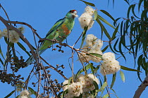 Mallee ringneck parrot (Barnardius barnardi) perched in Eucalyptus tree feeding on flowers, Narromine, New South Wales, Australia.