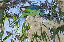 Mallee ringneck parrot (Barnardius barnardi) perched in Eucalyptus tree feeding on flowers, Narromine, New South Wales, Australia.