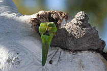 Cloncurry ringneck parrot (Barnardius barnardi macgillivrayi) perched at nest hole in tree trunk, Mount Isa, Queensland, Australia.