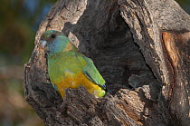 Cloncurry ringneck parrot (Barnardius barnardi macgillivrayi) perched at entrance to nest hole in tree trunk, Mount Isa, Queensland, Australia.