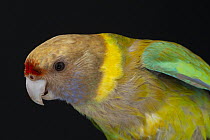 Twenty-eight parrot (Barnardius zonarius semitorquatus) Mutant cinnamon colour variation, portrait, Casuarina Parrot Gardens, Neville Connors Aviculture, New South Wales, Australia. Captive.