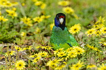 Twenty eight parrot (Barnardius zonarius semitorquatus) standing among yellow flowers, Whiteman Park, Perth, Western Australia.