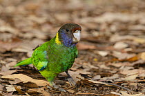 Twenty eight parrot (Barnardius zonarius semitorquatus) standing on the ground, Pemberton, Western Australia.