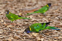 Three Twenty eight parrots (Barnardius zonarius semitorquatus) foraging among leaf litter, Pemberton, Western Australia.