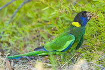 Twenty eight parrot (Barnardius zonarius semitorquatus) standing on the ground feeding, Yanchep National Park, Western Australia.