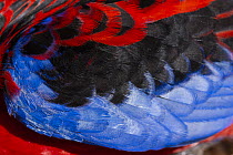 Crimson rosella (Platycercus elegans) plumage detail, Lamington National Park, Queensland, Australia.