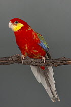 Western rosella (Platycercus icterotis) Mutant Olive colour variation, perched on branch, Cole Gunther Aviculture, Tamworth, New South Wales, Australia. Captive.
