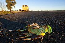 Red-rumped parrot (Psephotus haematonotus) dead on roadside, Tamworth, New South Wales, Australia.