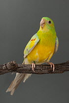 Red-rumped parrot (Psephotus haematonotus) Mutant Lime colour variation, perched on branch, Cole Gunther Aviculture, Tamworth, New South Wales, Australia. Captive.