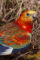 Red-rumped parrot (Psephotus haematonotus)  Mutant Opaline Orange bellied colour variation, portrait, Australia. Captive.