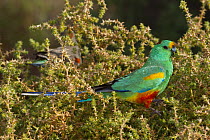 Mulga parrot (Psephotus varius) male, perched in tree calling, Arid lands gardens, Port Augusta, South Australia.
