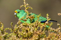 Mulga parrot (Psephotus varius) male, perched in tree feeding, Arid lands gardens, Port Augusta, South Australia.