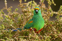Mulga parrot (Psephotus varius) male, perched in tree, Arid lands gardens, Port Augusta, South Australia.