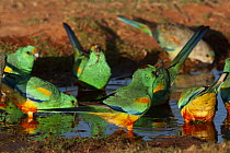 Mulga parrot (Psephotus varius) flock drinking from puddle, Kilcowera Station, Thargomindah, Queensland, Australia.
