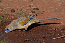 Eastern bluebonnet (Northiella haematogaster) drinking, Kilcowera Station, Thargomindah, Queensland, Australia.