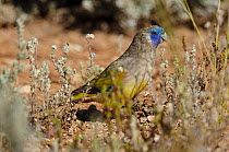Little bluebonnet (Northiella narethae) standing on the ground, Seemore Downs, Nullarbor, Western Australia.