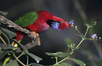 Papuan lory (Charmosyna papou golathina) perched on branch feeding on flowers, New Guinea.