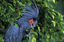 Palm cockatoo (Probosciger aterrimus) perched in tree feeding on leaves, New Guinea. Captive.