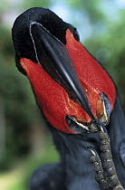 Palm cockatoo (Probosciger aterrimus) cleaning its foot, portrait, New Guinea. Captive.
