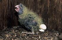 Red-tailed cockatoo (Calyptorhynchus banksii) chick, in nest, New South Wales, Australia. Captive.