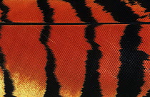 Red-tailed cockatoo (Calyptorhynchus banksii) feather detail, Australia. Captive.