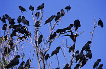 Red-tailed cockatoo (Calyptorhynchus banksii) flock perched in tree, roosting, Australia.