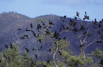 Red-tailed cockatoo (Calyptorhynchus banksii) flock perched in tree, roosting, Australia.