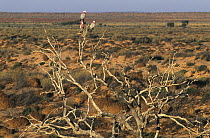 Three Galahs (Cacatua roseicapilla) perched on dead tree in outback landscape, Australia.