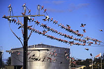 Galah (Cacatua roseicapilla) flock perched on overhead wires on farm with silo behind, Australia.