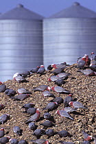 Galah (Cacatua roseicapilla) flock feeding on grain pile on farm with silos behind, Australia.