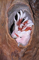Major Mitchell's cockatoo (Cacatua leadbeateri) peering out from nest hole in tree, Australia. Captive.
