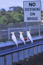 Three Sulphur-crested cockatoos (Cacatua galerita) perched on metal barrier along roadside, Australia.