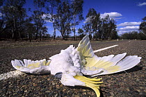 Sulphur-crested cockatoo (Cacatua galerita) lying dead on road, Australia.