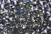 Little corella (Cacatua sanguinea gymnopis) flock in flight, Australia.