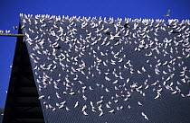 Little corella (Cacatua sanguinea gymnopis) flock perched on roof, Australia.