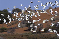 Little corella (Cacatua sanguinea gymnopis) flock in flight over desert landscape, Australia.