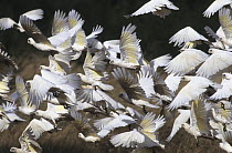 Little corella (Cacatua sanguinea gymnopis) flock taking flight, Australia.