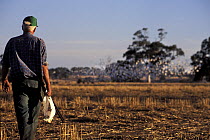 Farmer holding dead Long-billed corella (Cacatua tenuirostris) and a gun, legally hunting Long-billed corellas, with flock taking flight in background, Victoria, Australia.
