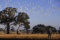 Farmer holding dead Long-billed corella (Cacatua tenuirostris) and a gun, legally hunting Long-billed corellas, with flock in flight above farmland, Victoria, Australia.
