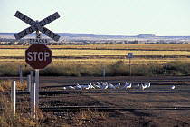 Western corella (Cacatua pastinator derbyi)  northern subspecies, flock standing along rail tracks at railway crossing, Western Australia.