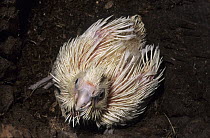 Western corella (Cacatua pastinator derbyi) northern subspecies, chick in nest, Western Australia.